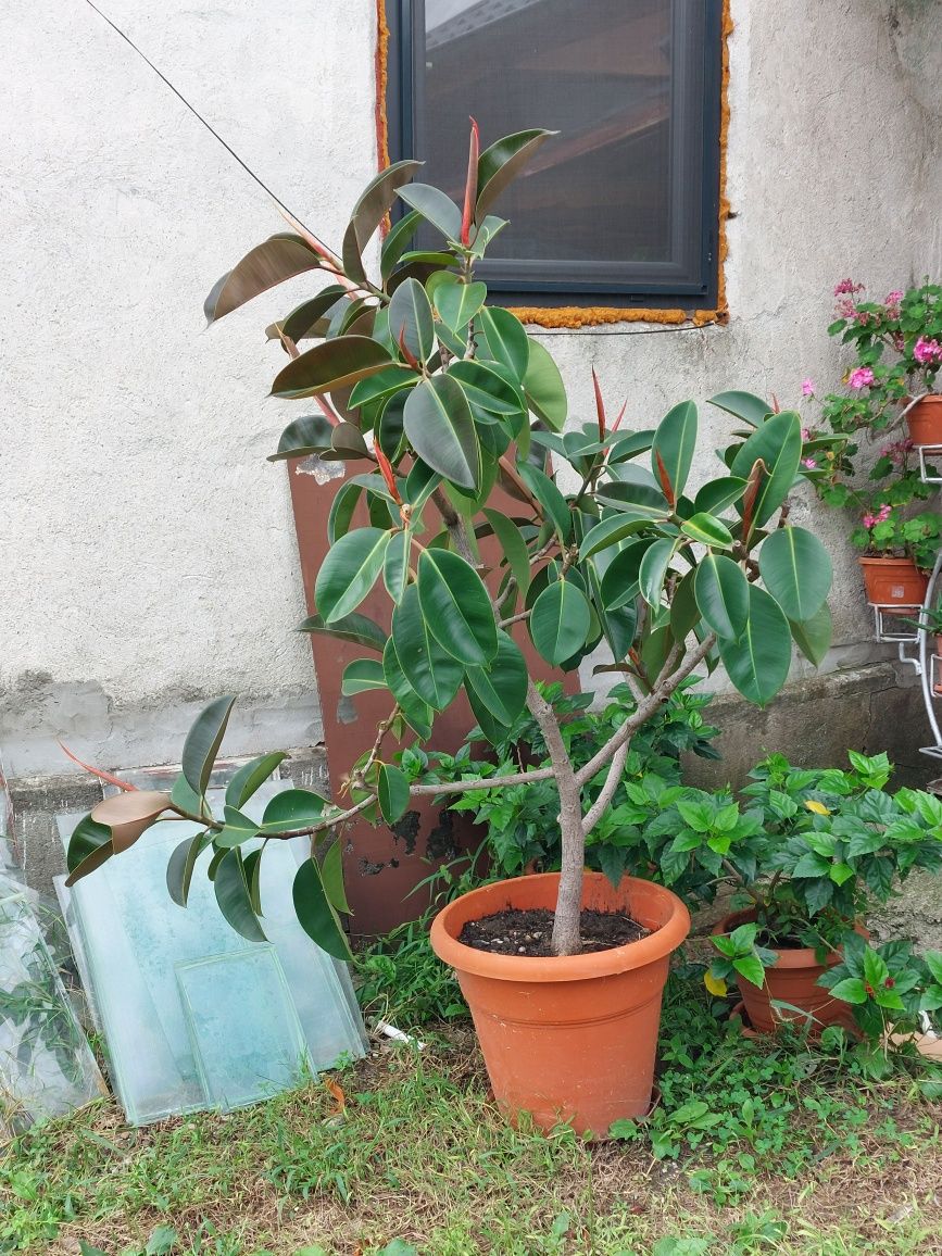 Vand ficus foarte frumos, pretabil pt un salon sau sala de asteptare.