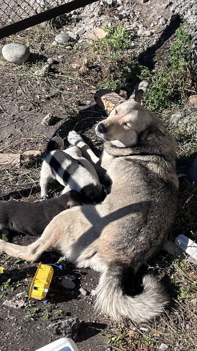 Щенята в добрые руки