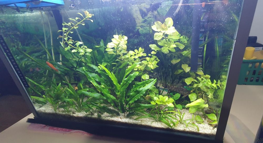 Vând acvariu de 40l cu tot cu plante, pesti și accesorii!!!