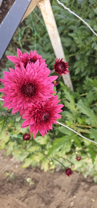 Vand crizanteme zembla