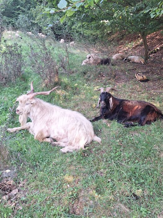 Țapi tineri de vânzare