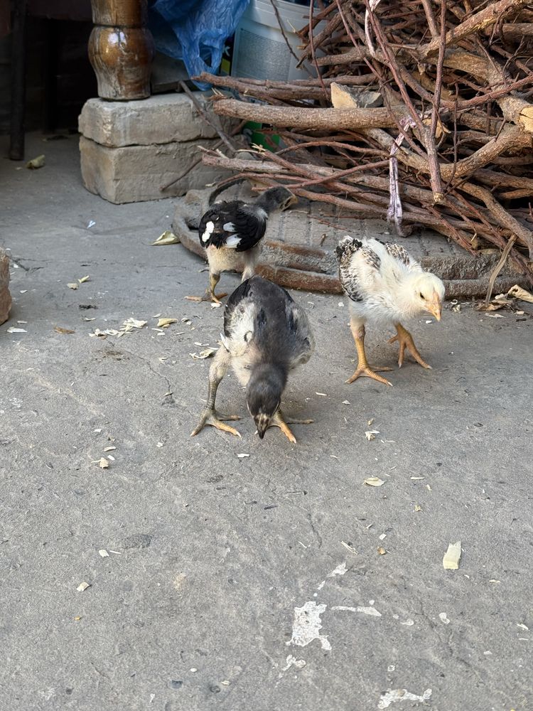 Dakan jojalari qoni toza