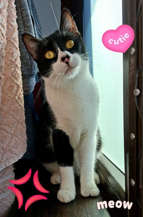 Adoptie pisica neagra castrata Seherezada