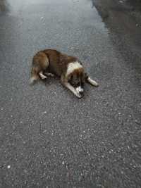Потерялась собака на улице 2-я Ахрименко