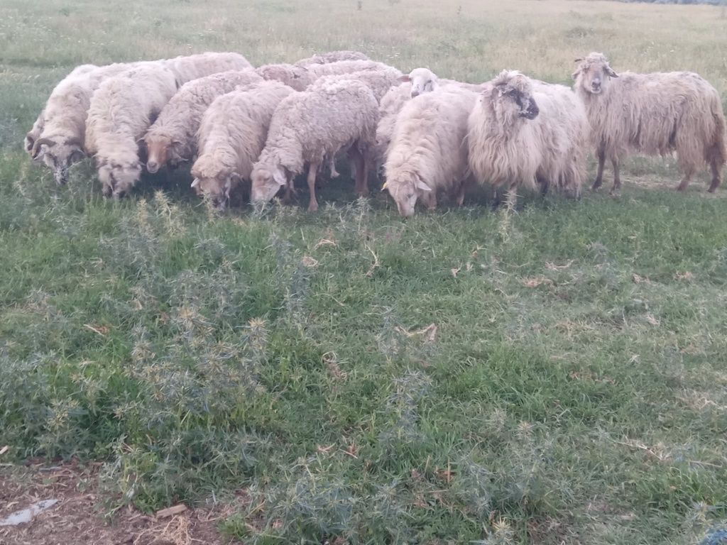 17 oi bătrâne 320 lei