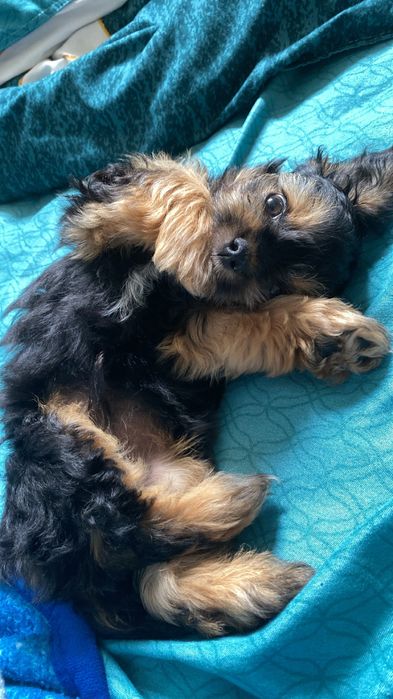 pet sitter/bona pentru animale