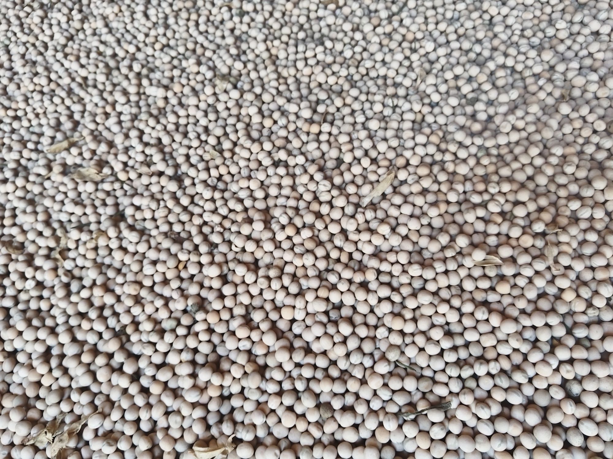 Mazăre producție 2025