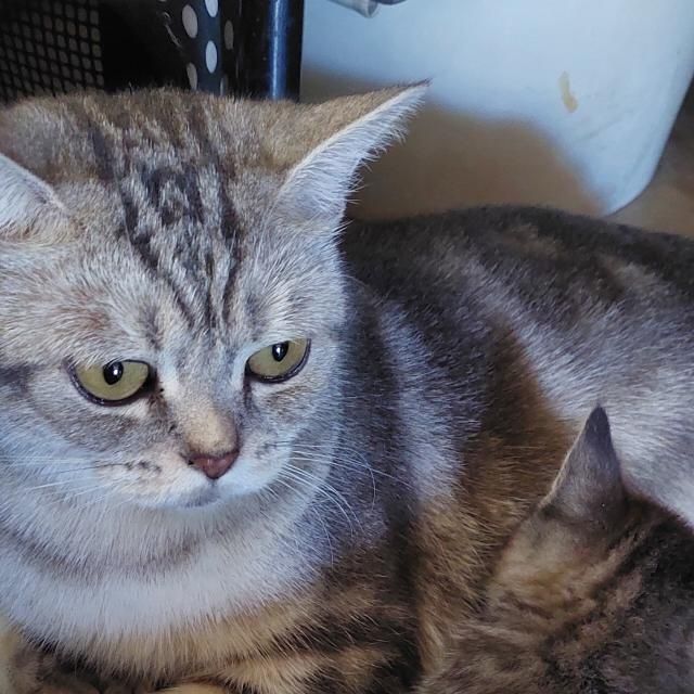 Котята британцы.г. Шымкент
