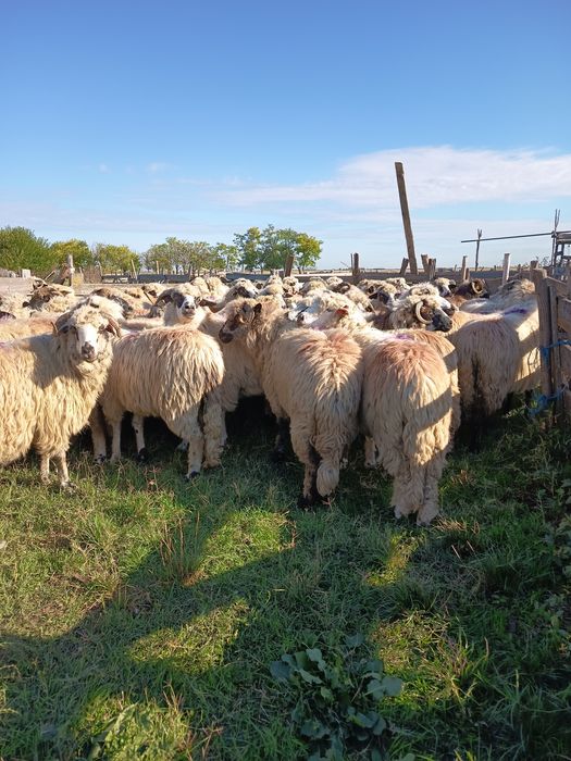 Vând oi.                                  .