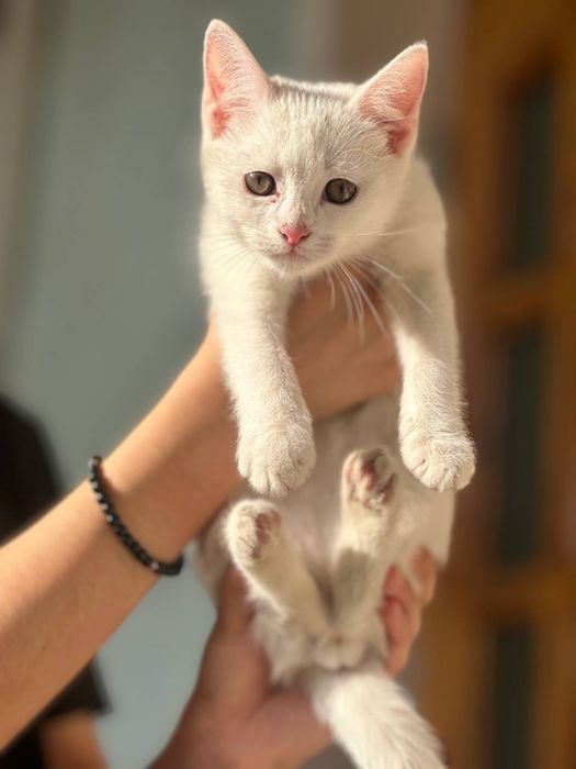 Продам кошку егепитский мау  и котята
