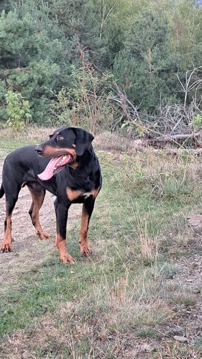 Caine vanatoare copoi ardelenesc