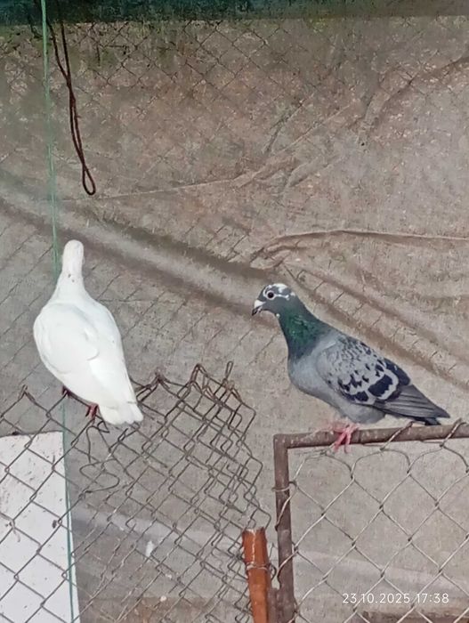 Vând porumbei voiajori (posta)