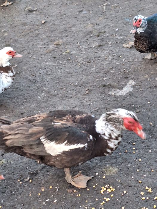 Rățoi muți de casă