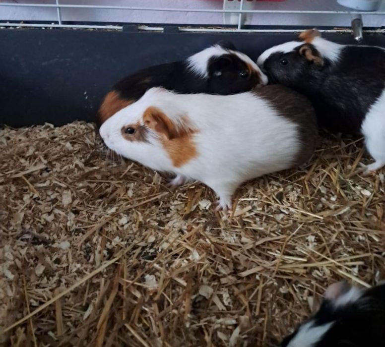 Porcușori de Guineea