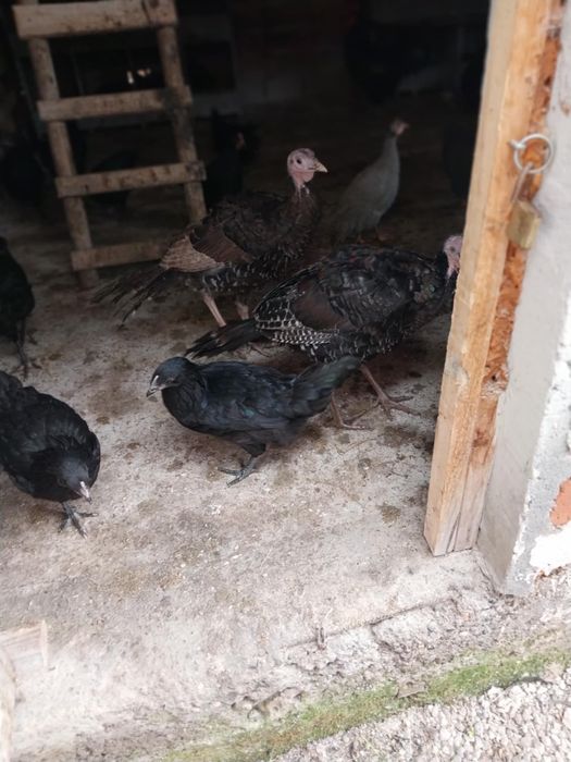 Ярки На 3 месеца и 2пуйчета на 3месеца