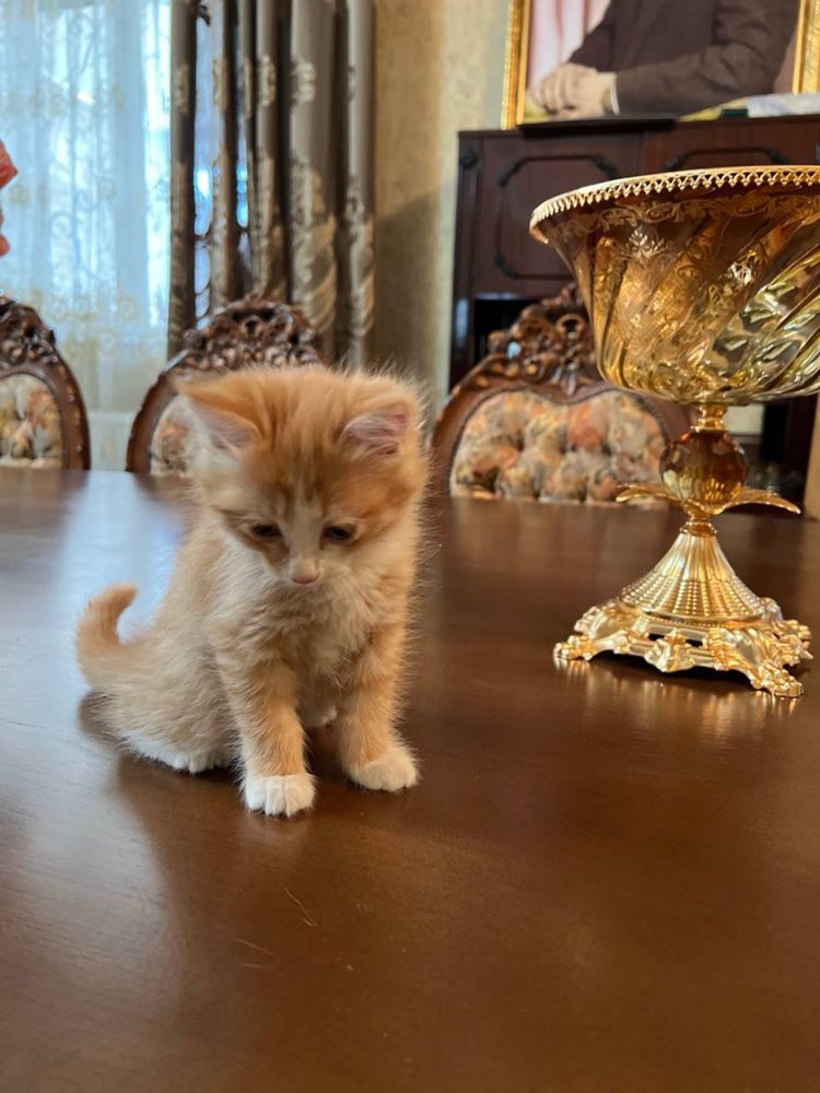 Котята отдадим только в хорошие руки!