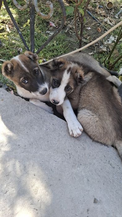 Щенки алабай мальчики