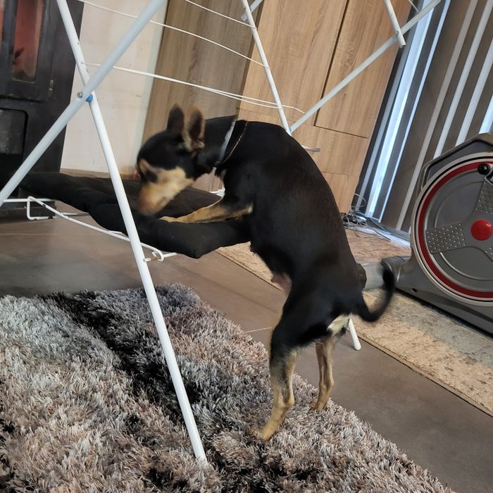 Пинчери сърнист бял