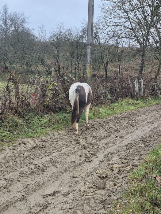 Vând cârlana  semigrea de 11 luni