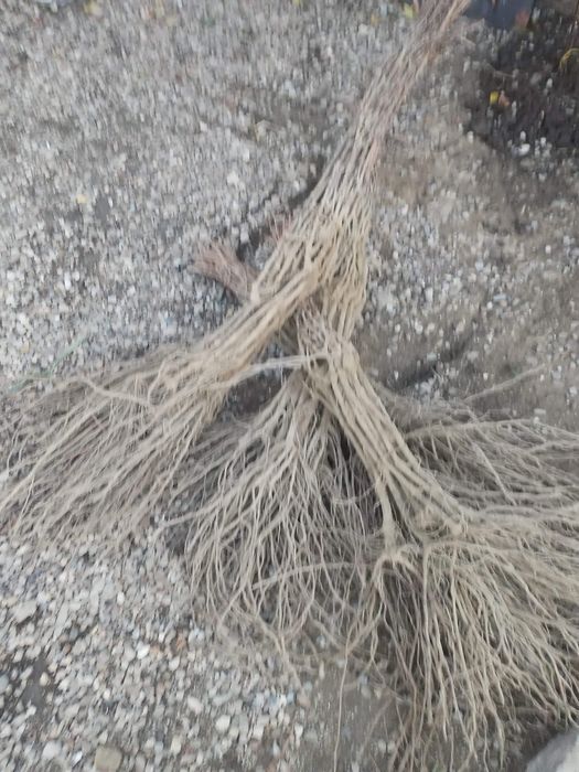 Vând butasi vita de vie hibrid sau altoiti anul 1,2 sau3