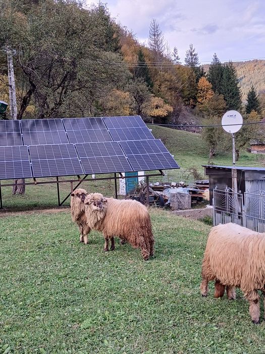 Vând 2 miele de 8 luni