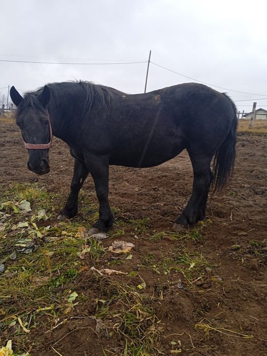 Iapă cu manz de vanzare