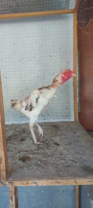 Шамо микс курочка 1.5год