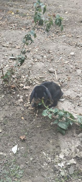 Quyon baran juft yaxshi parvarish qilingan
7/8 ойли
Пара 
Донаси 500 0