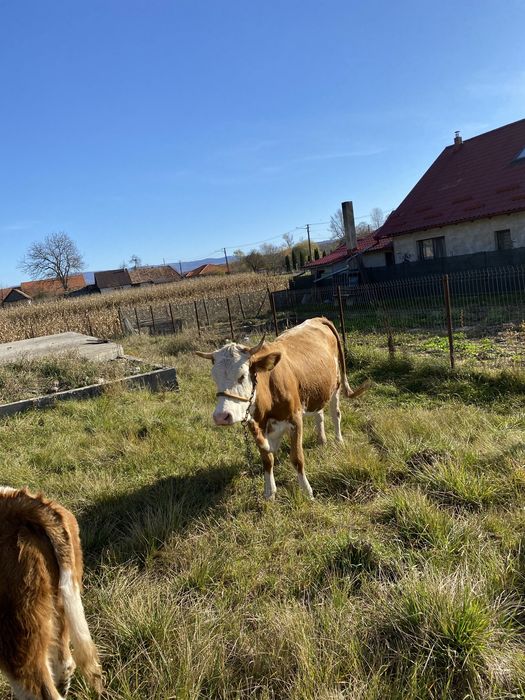 Vand 2 vaci cu vitei