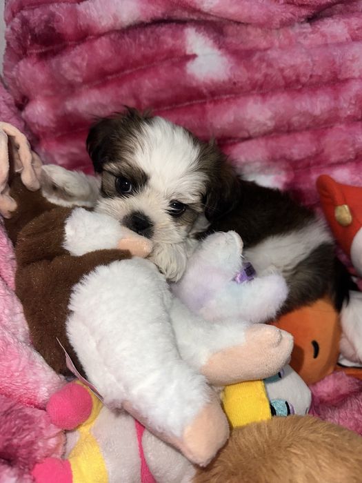Shih tzu baietel