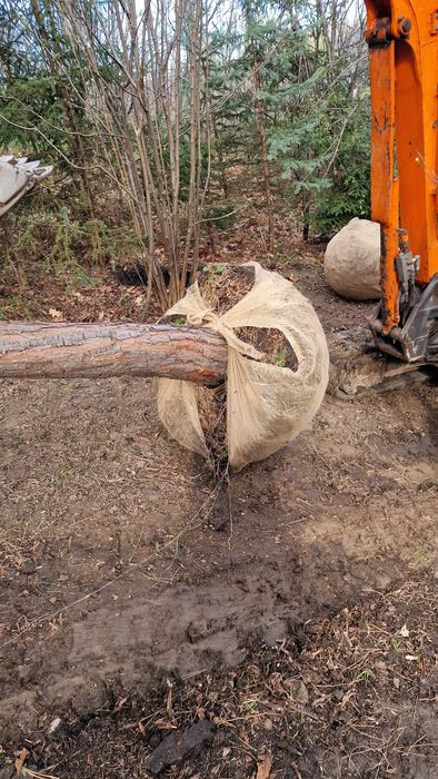 Transplantari copaci cu utilaj specializat