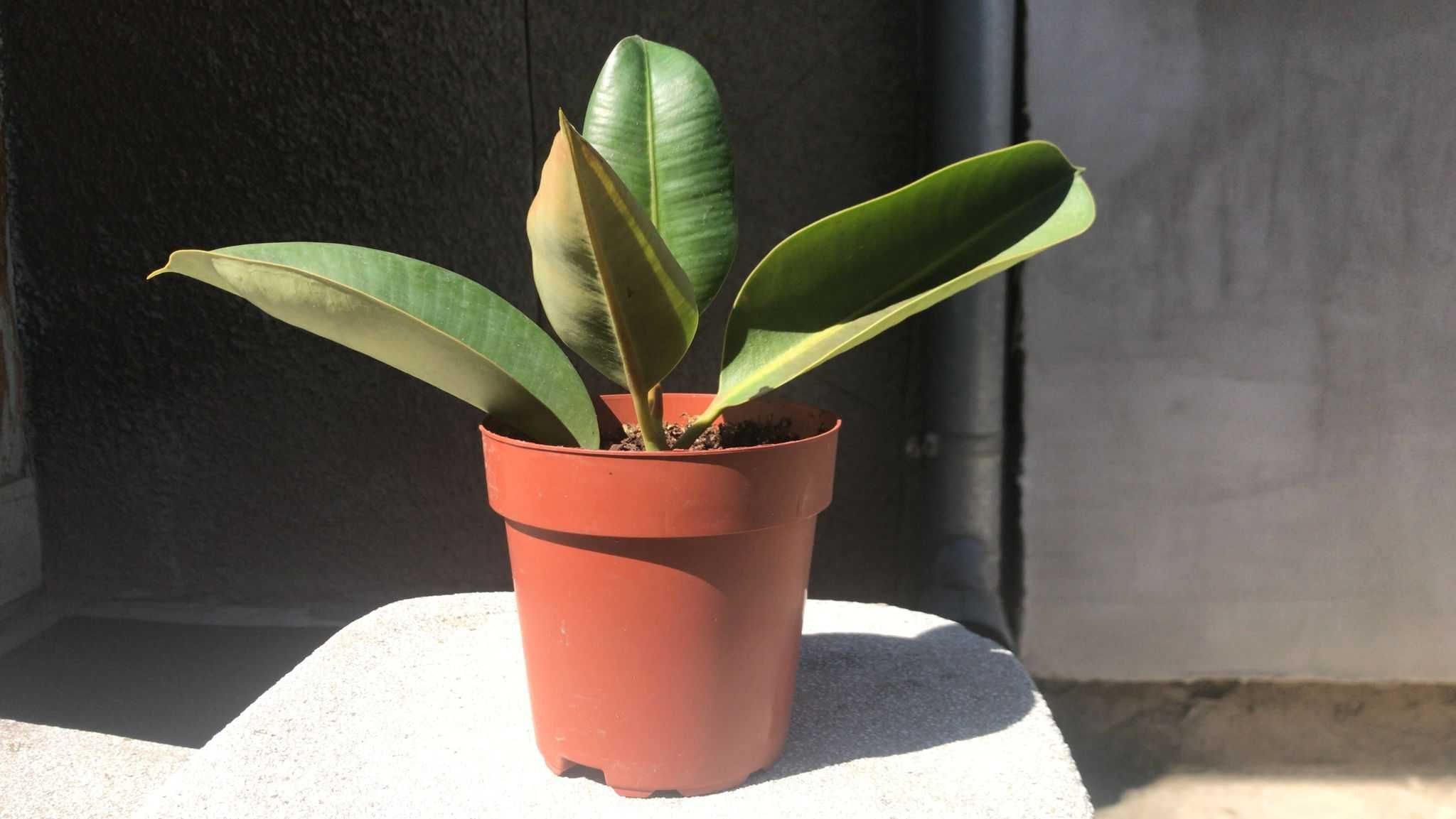 Plante ornamentale: Ficus Elastica