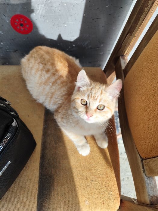 Подаряваме котенца