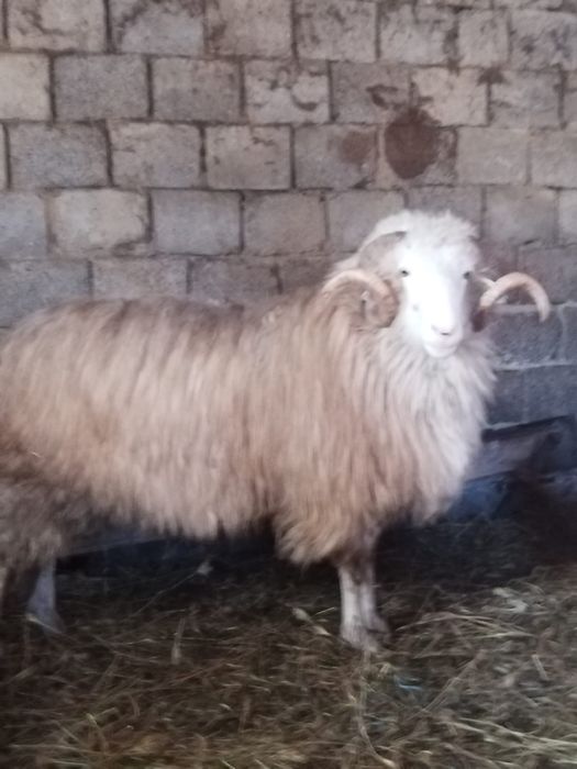 Strămior băl de vânzare