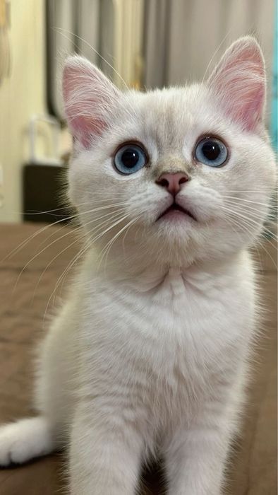 Британский котенок шиншилла серебро!