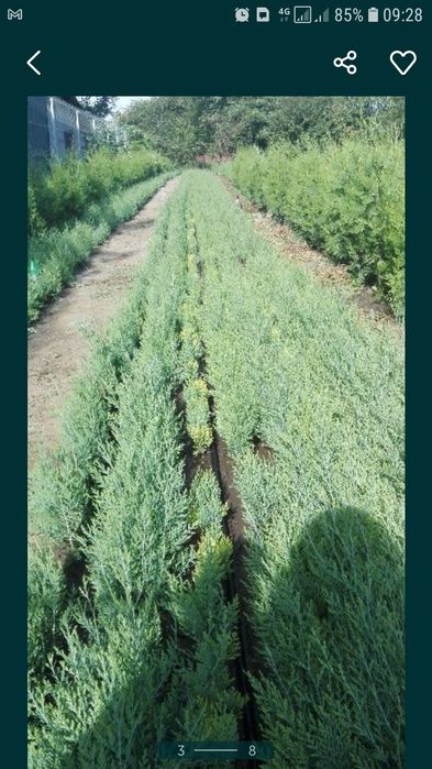 Tuia biota conifer pt garduri vii