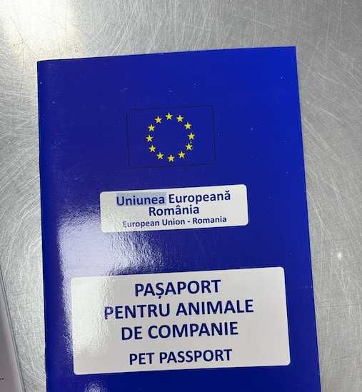 Pui de Bichon maltez 2 luni, dragut cuminte si jucaus