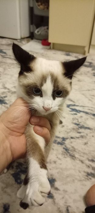 Pradayorsya kot su shu paroda 6 mesecov