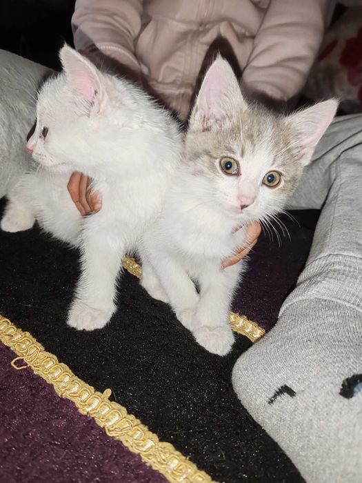 Котята домашние даром