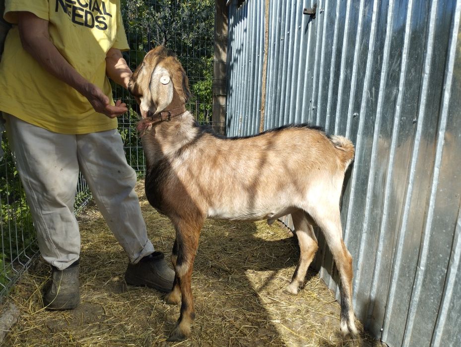 Masculi alpina franceza și anglonubiana