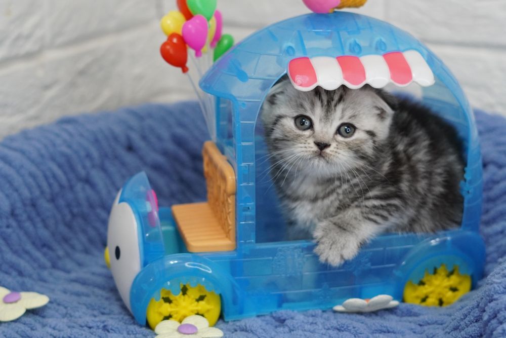 Шотландские Вислоухие малыши ярких окрасов