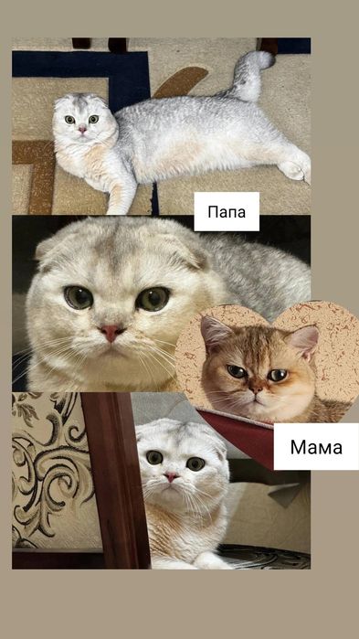Продаются  чистокровные котята