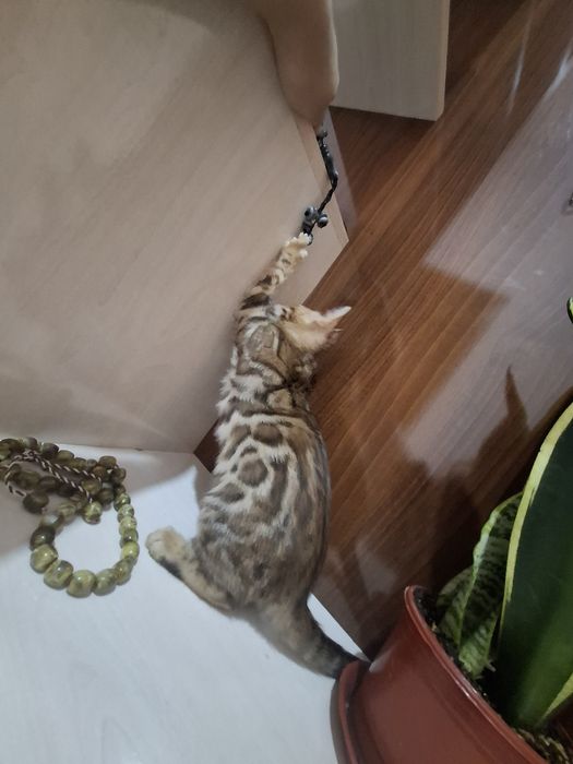 Продаётся бенгальский котёнок