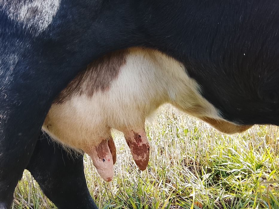 Vnd vaca cu vițel fătată de 6 săptămână al 4 vițel și are lapte 14 15