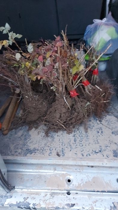 Саженцы малина ПОЛАНА