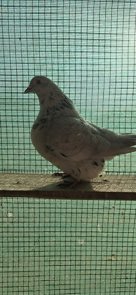 Porumbei texani linie noua