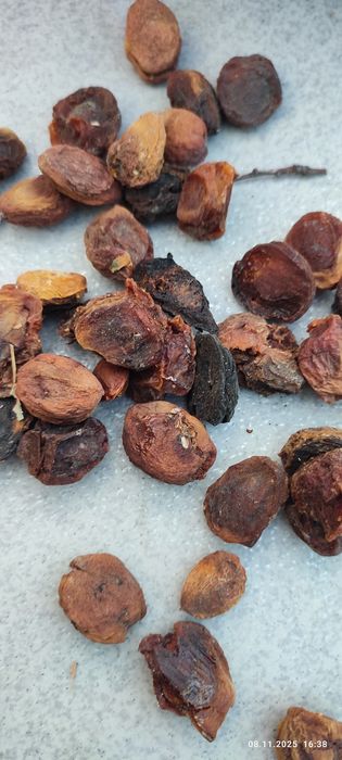 Сушенный урюк. Quritilgan orik