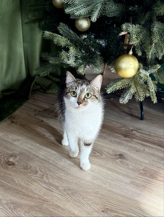 Кошечка Дуся ищет семью. Стерилизована