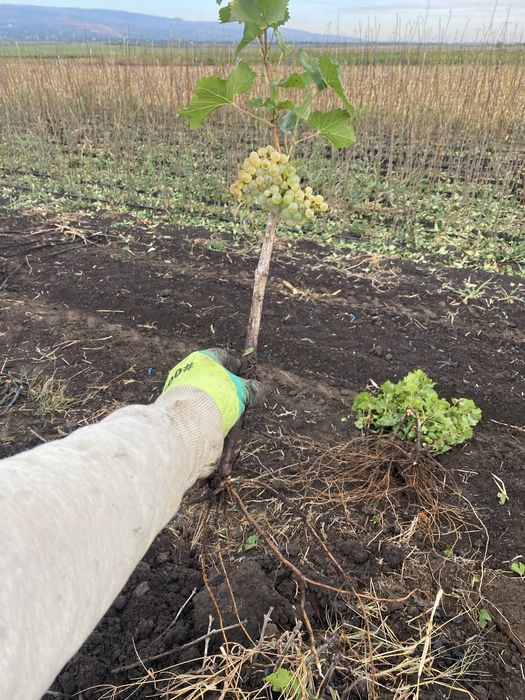 Butasi vita de vie direct pe rod