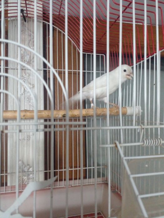 Канарейка Нар трайник сотилади